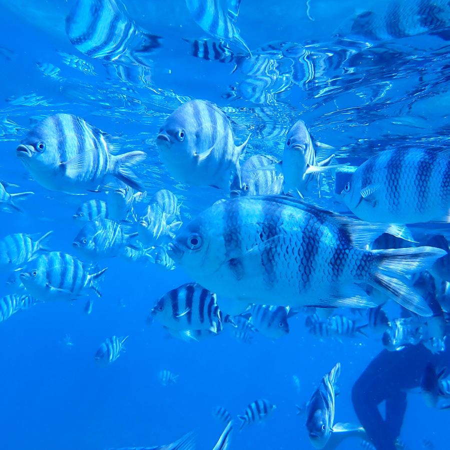 きらめく魚の群れに囲まれて。シュノーケリングなら、こんなに間近で感動体験ができます！