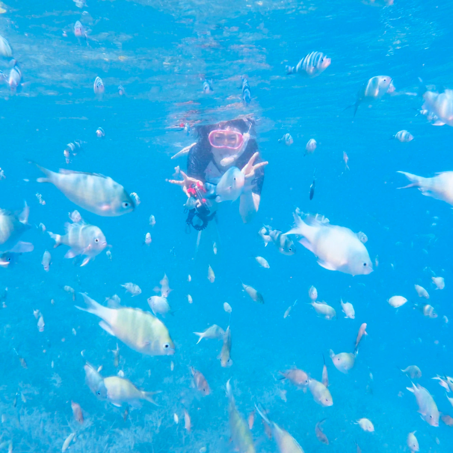 無数の魚たちに囲まれる、感動のシュノーケリング体験を。