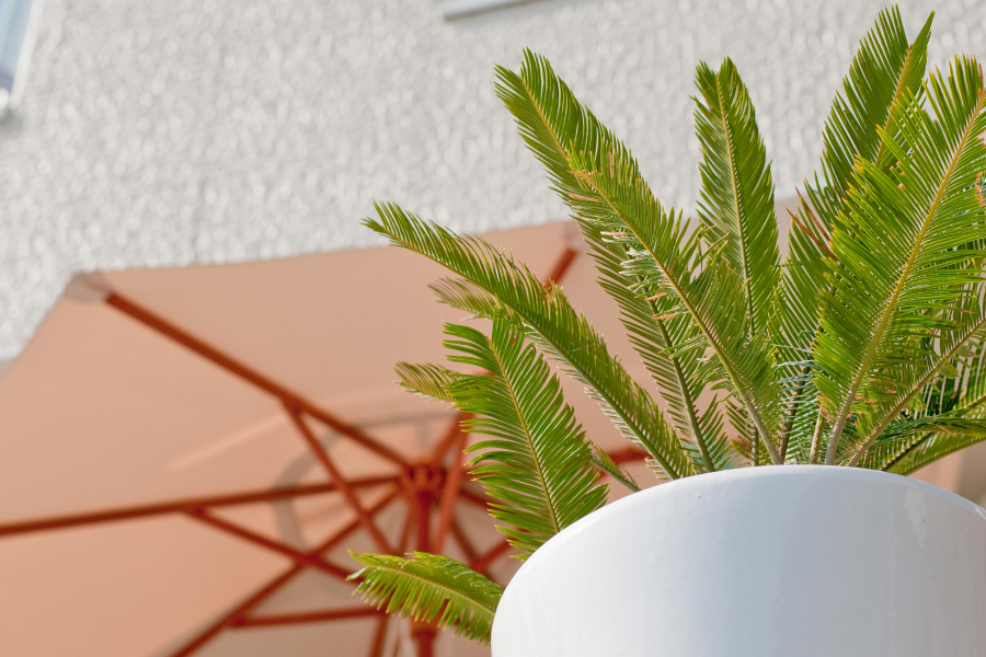 植物