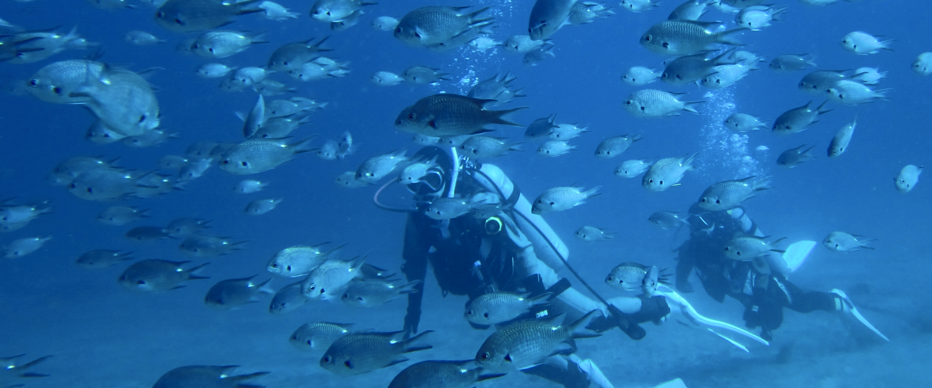 魚の群れとダイバー