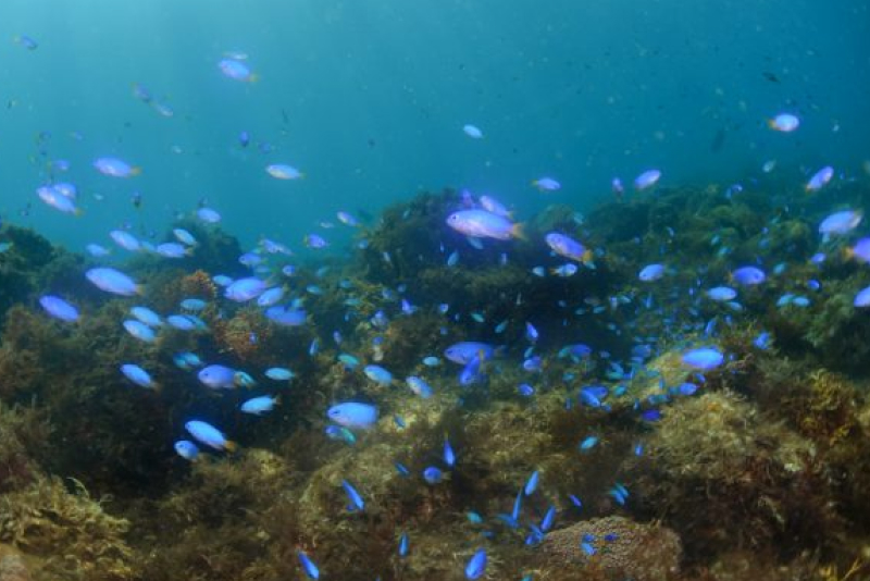 青い魚たち