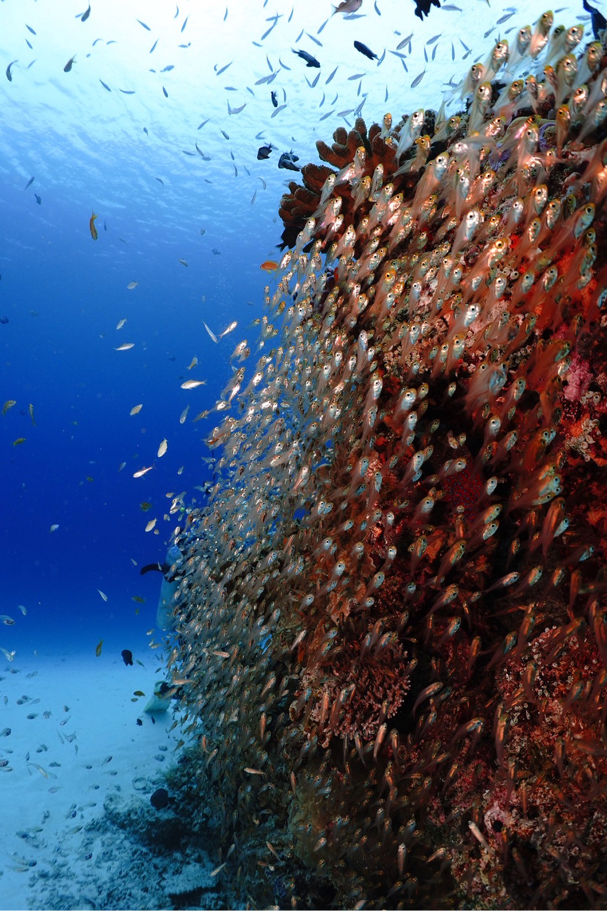 壁のように広がる魚の群れに圧倒！