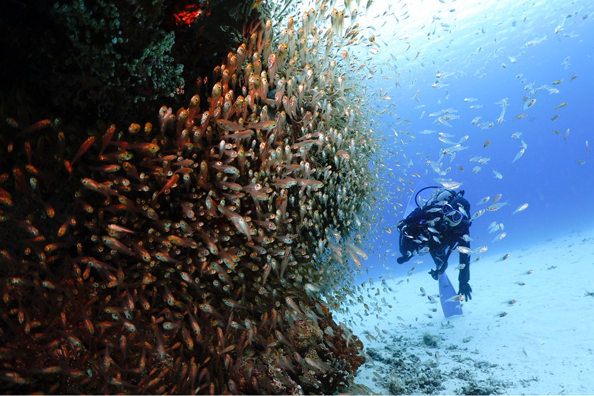 キラキラと輝く魚の群れに包まれる感動体験！
