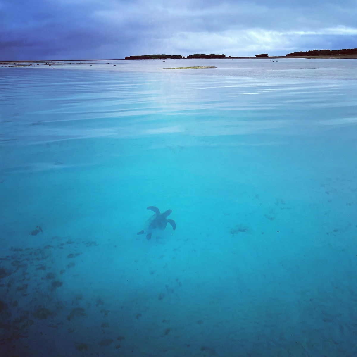 透明度抜群の沖縄の海で、ゆったりと泳ぐウミガメに出会えることも。