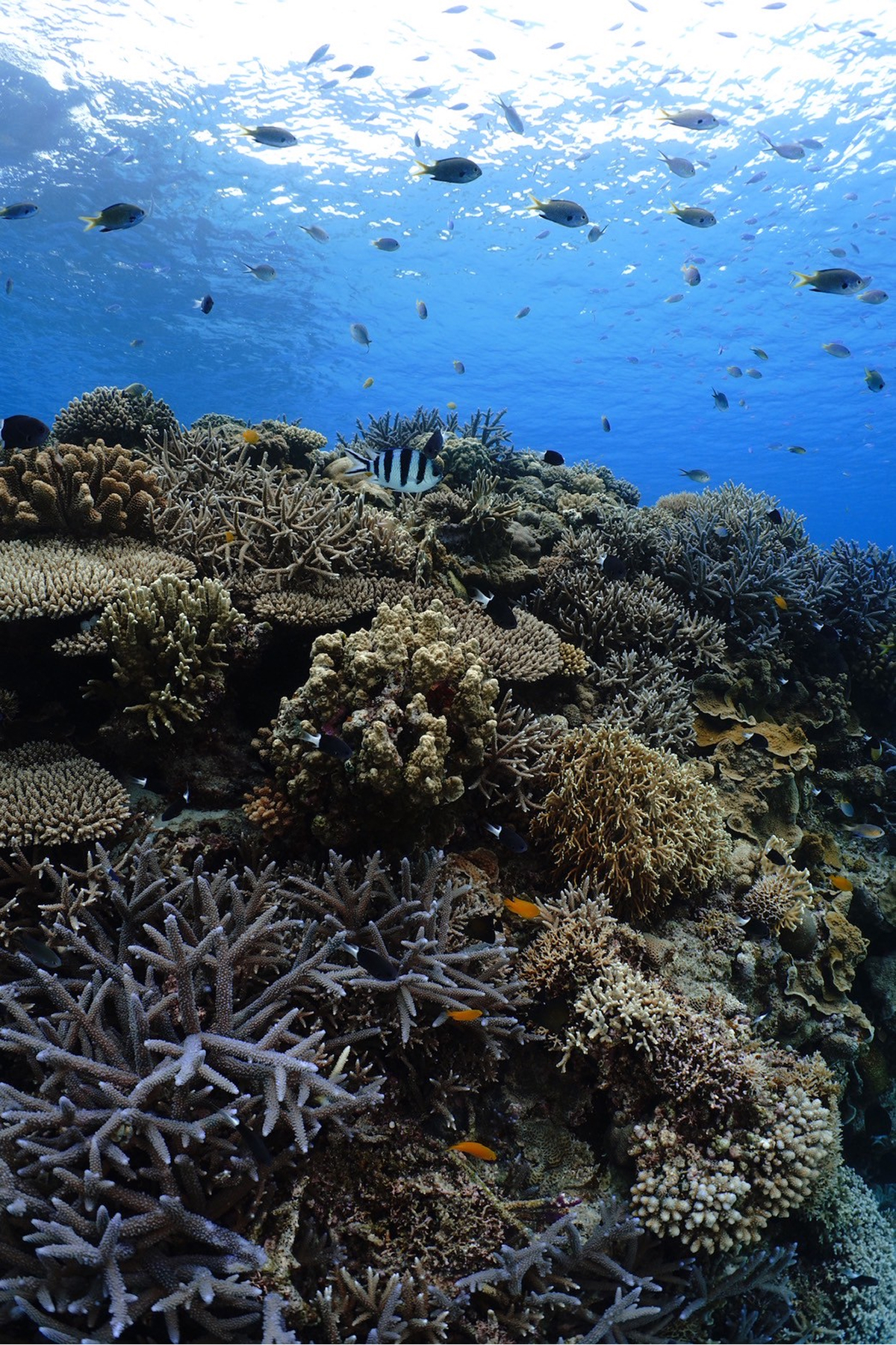 色とりどりのサンゴが広がる、生命力あふれる水中世界。