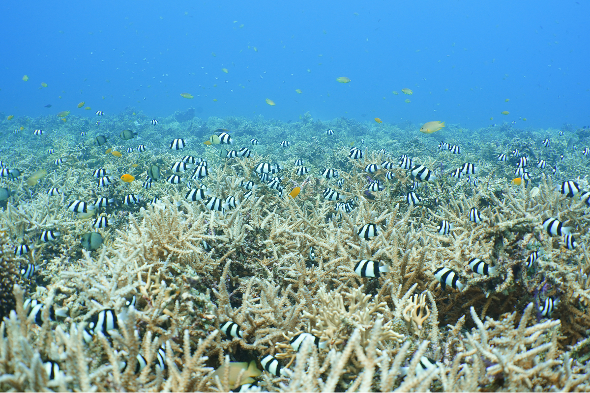 生き生きとしたサンゴ礁に、魚たちが集う楽園。