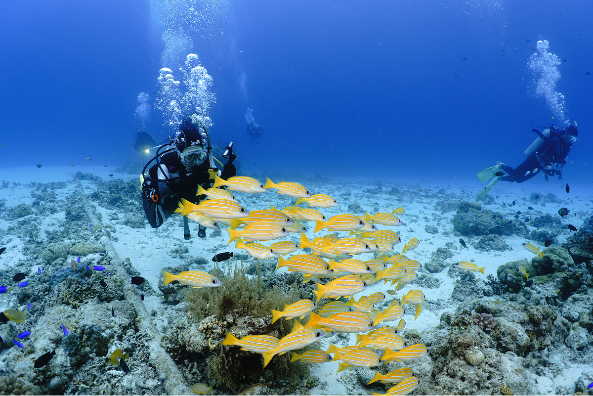 鮮やかな魚の群れと、水中での感動的な出会い。