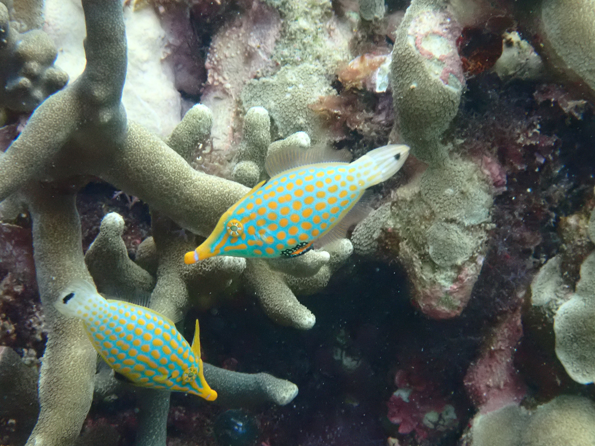 まるで芸術品のような、個性豊かな海の生き物たち。