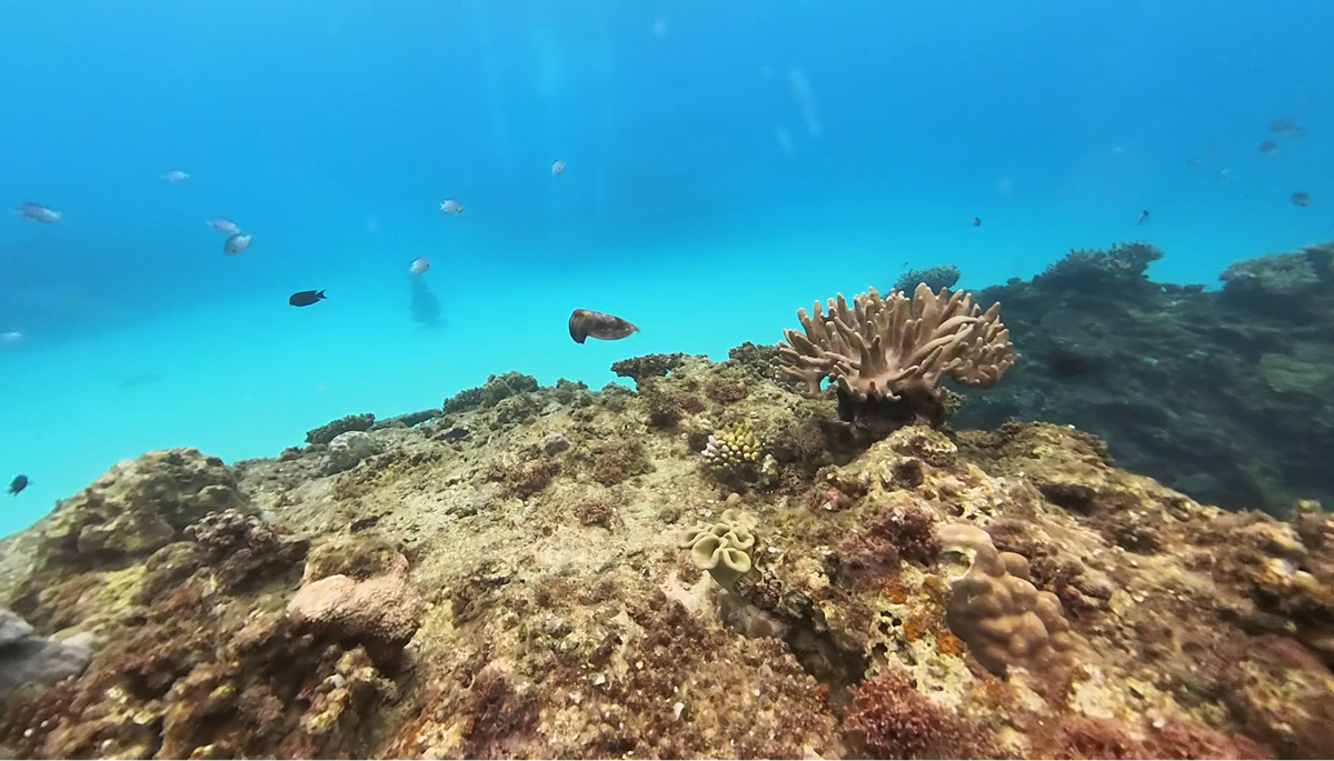 沖縄の美しい水中で、色とりどりの魚たちと出会いましょう！