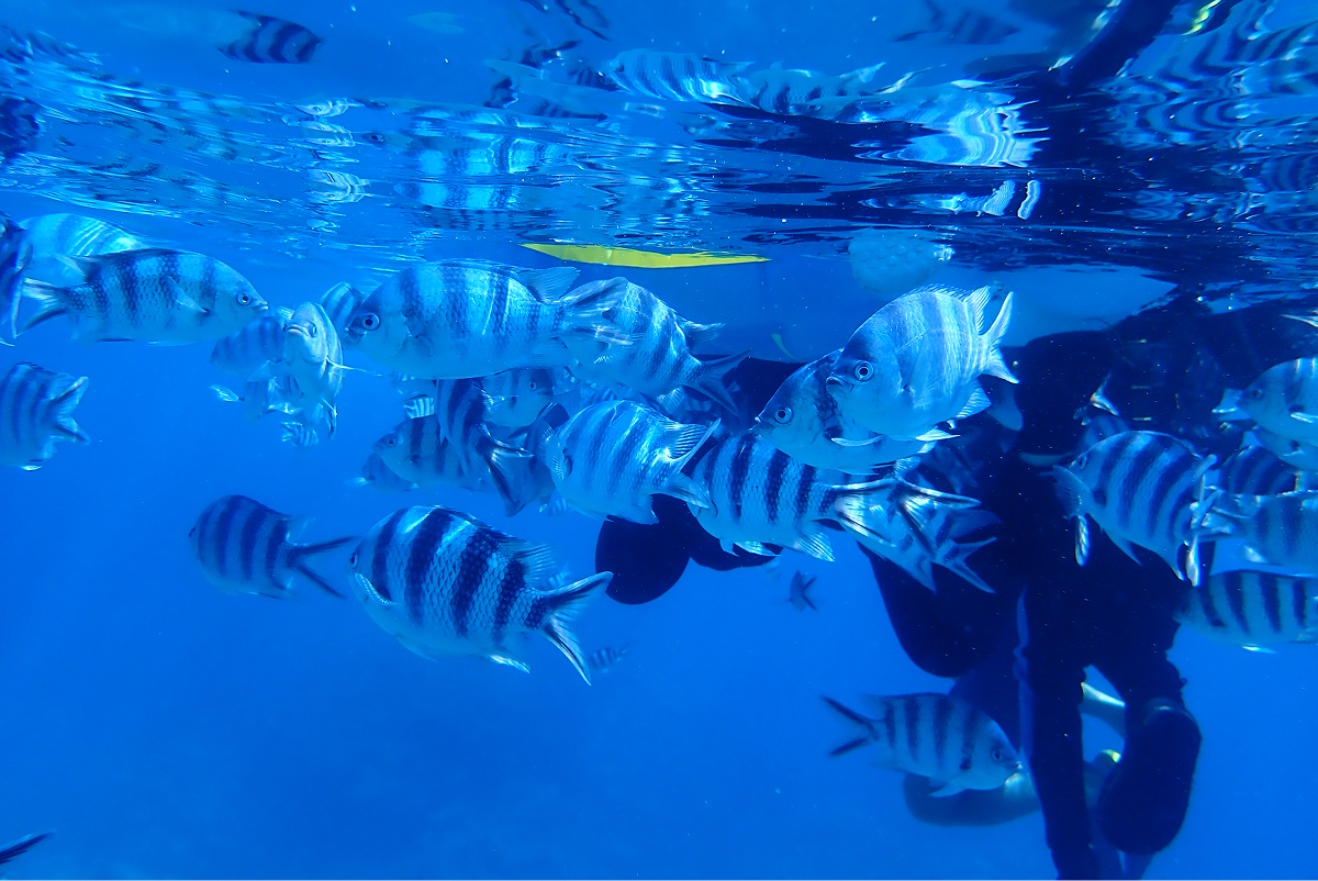 人懐っこい魚たちが、あなたを歓迎！