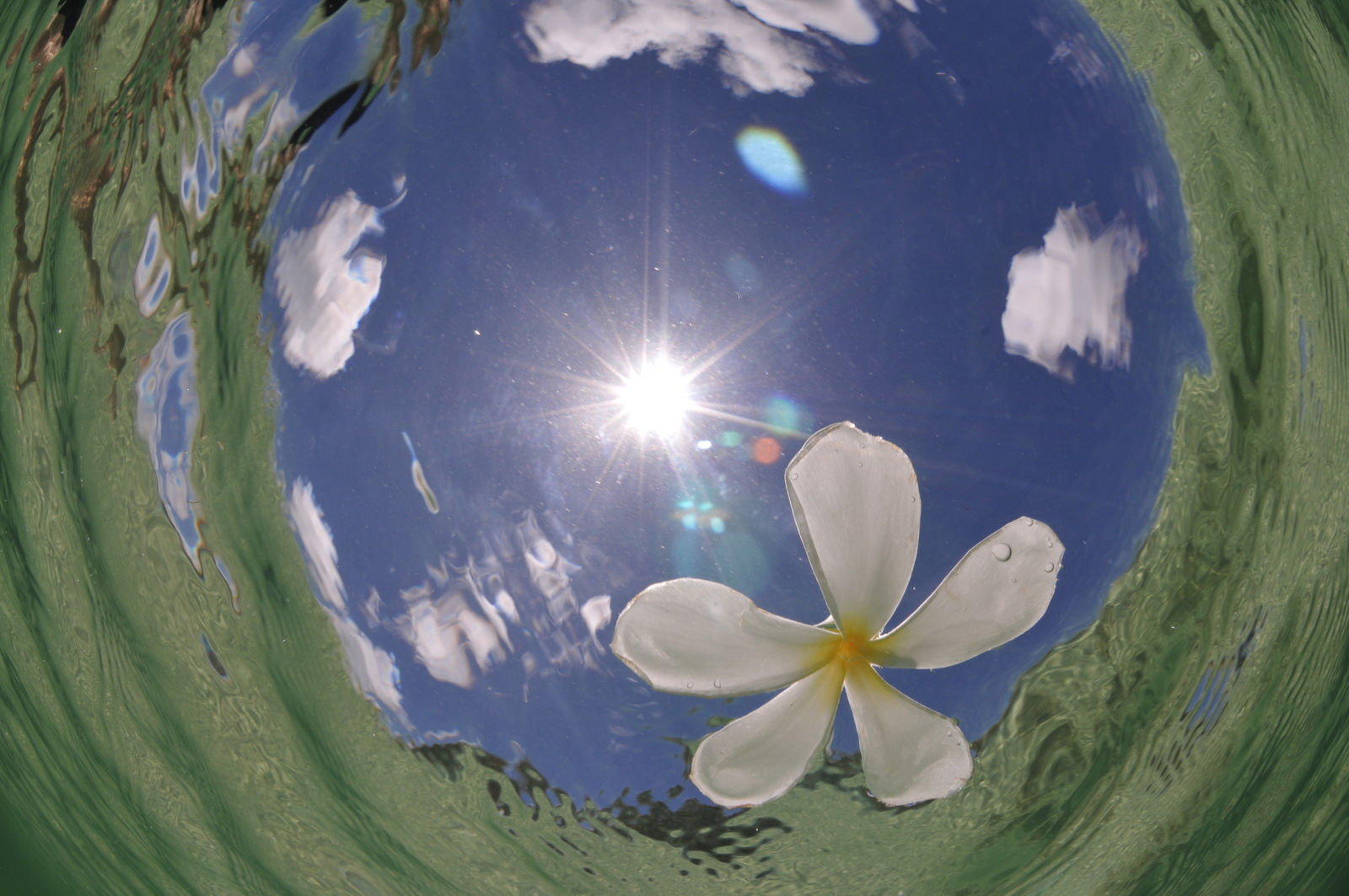 水面に咲く花