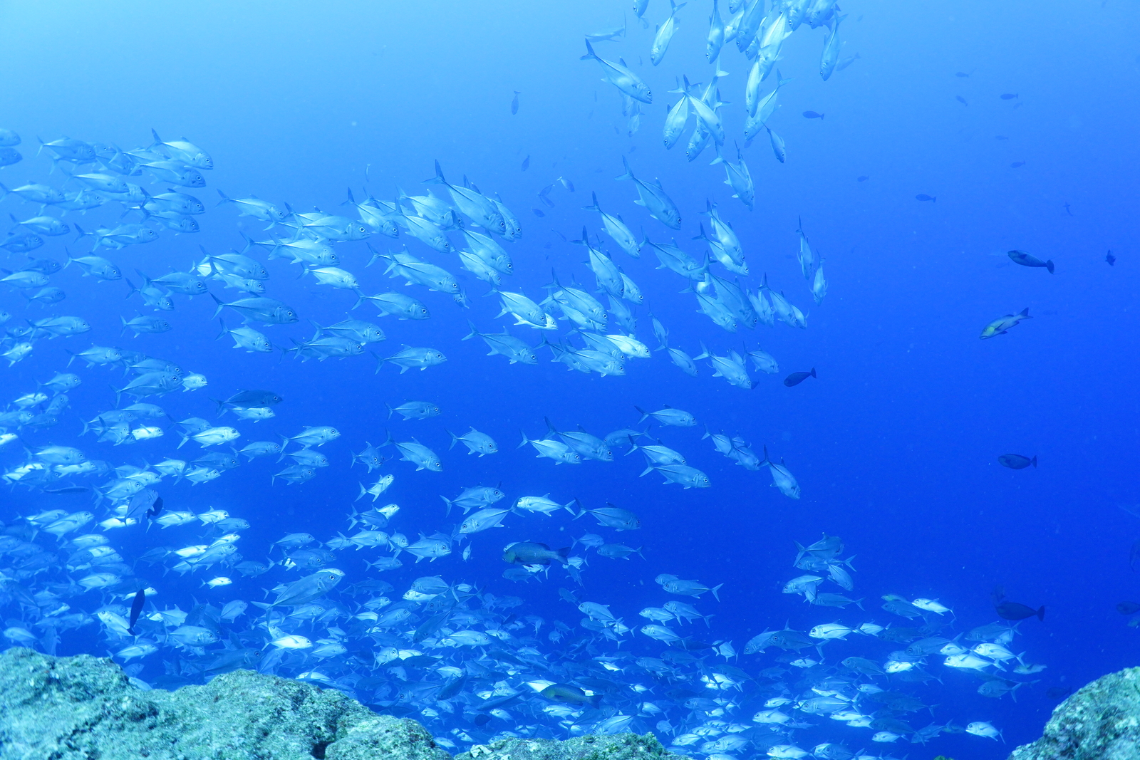 海の中の銀河