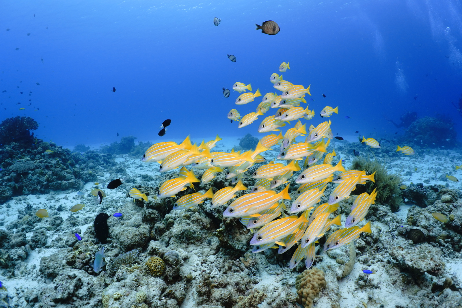 色とりどりの魚たちが織りなす、まるで絵画のような水中世界