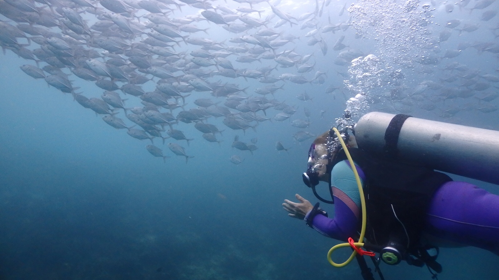大迫力の魚群を間近で体験！