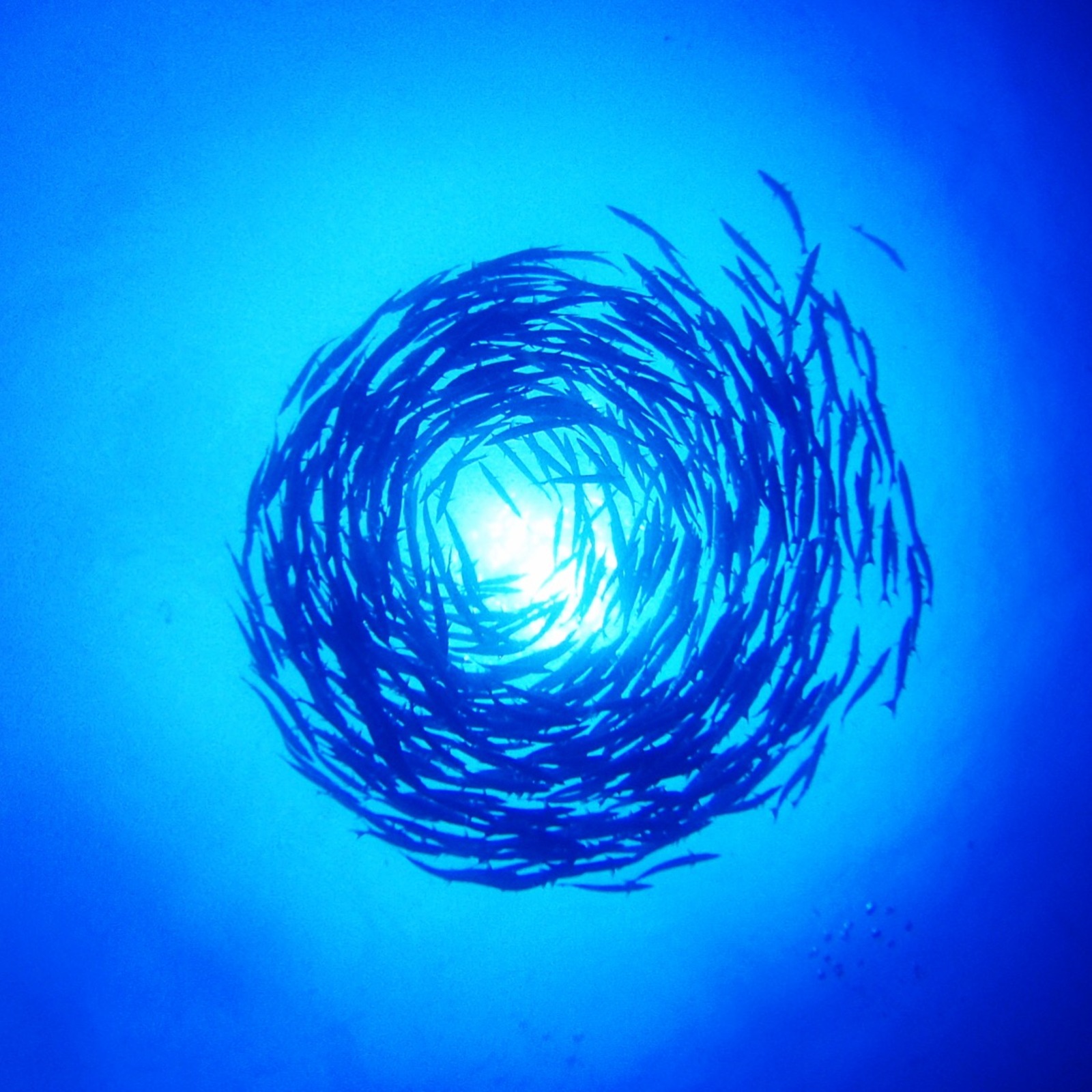 奇跡のような魚たちの群れ