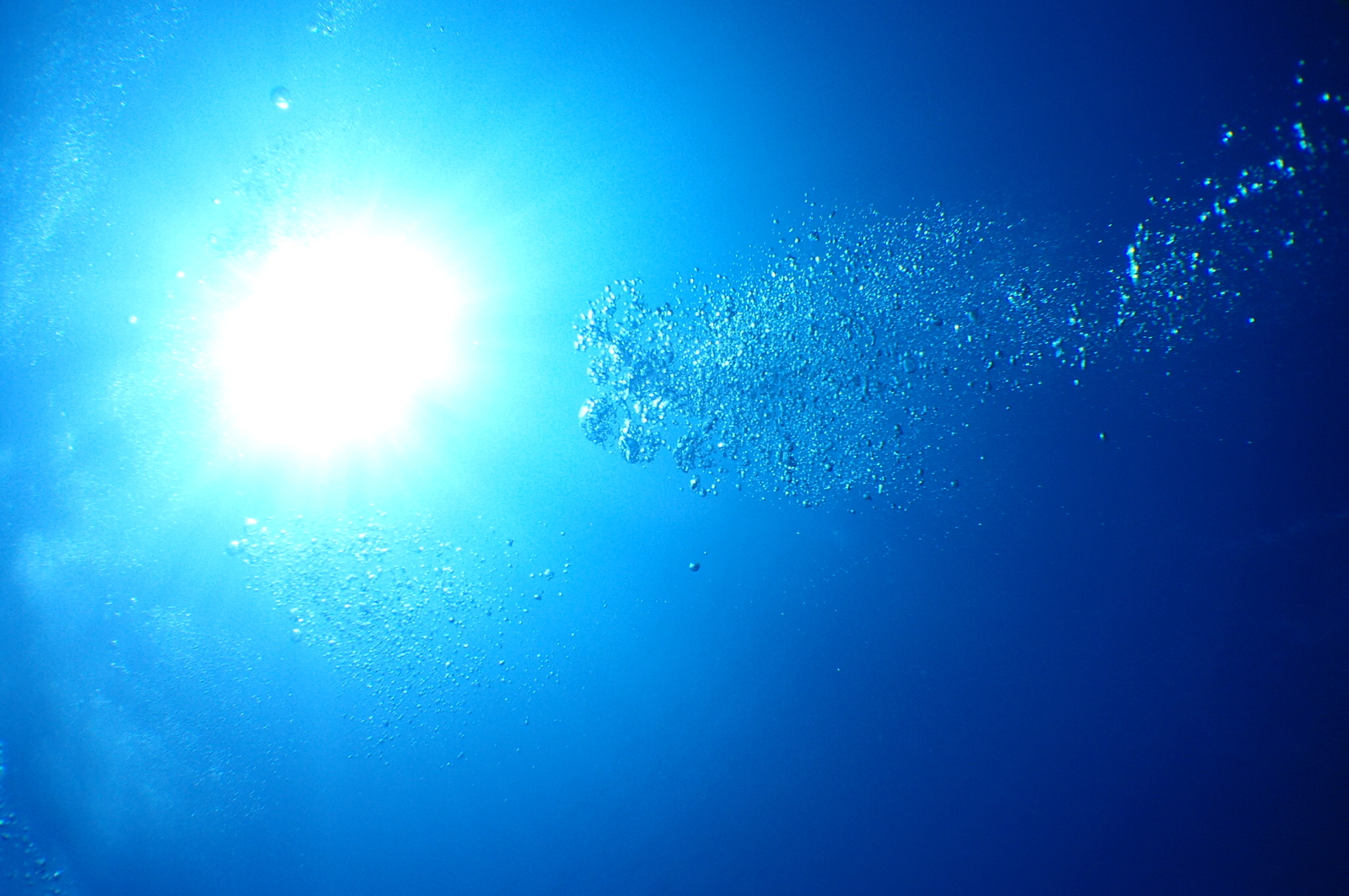 美しい泡の道に導かれて、海の世界へ