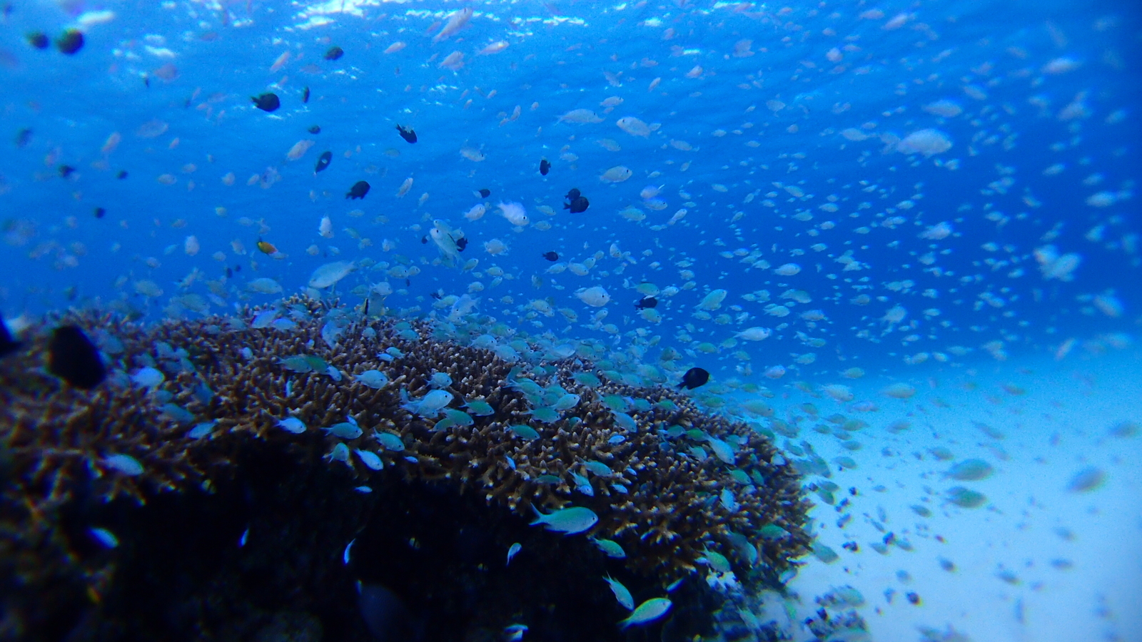 たくさんの魚たちが集う、賑やかなサンゴの森