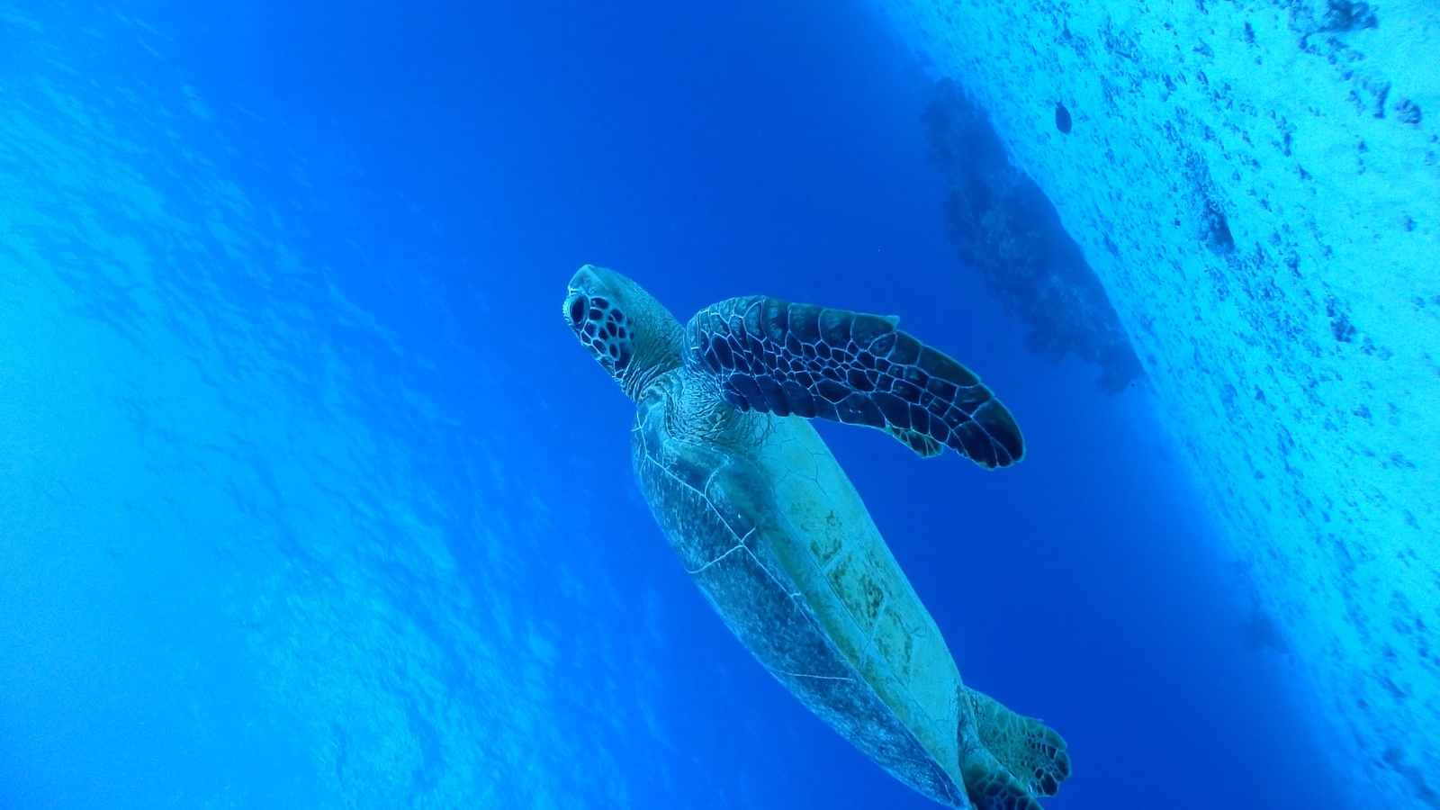  海を優雅に泳ぐウミガメ