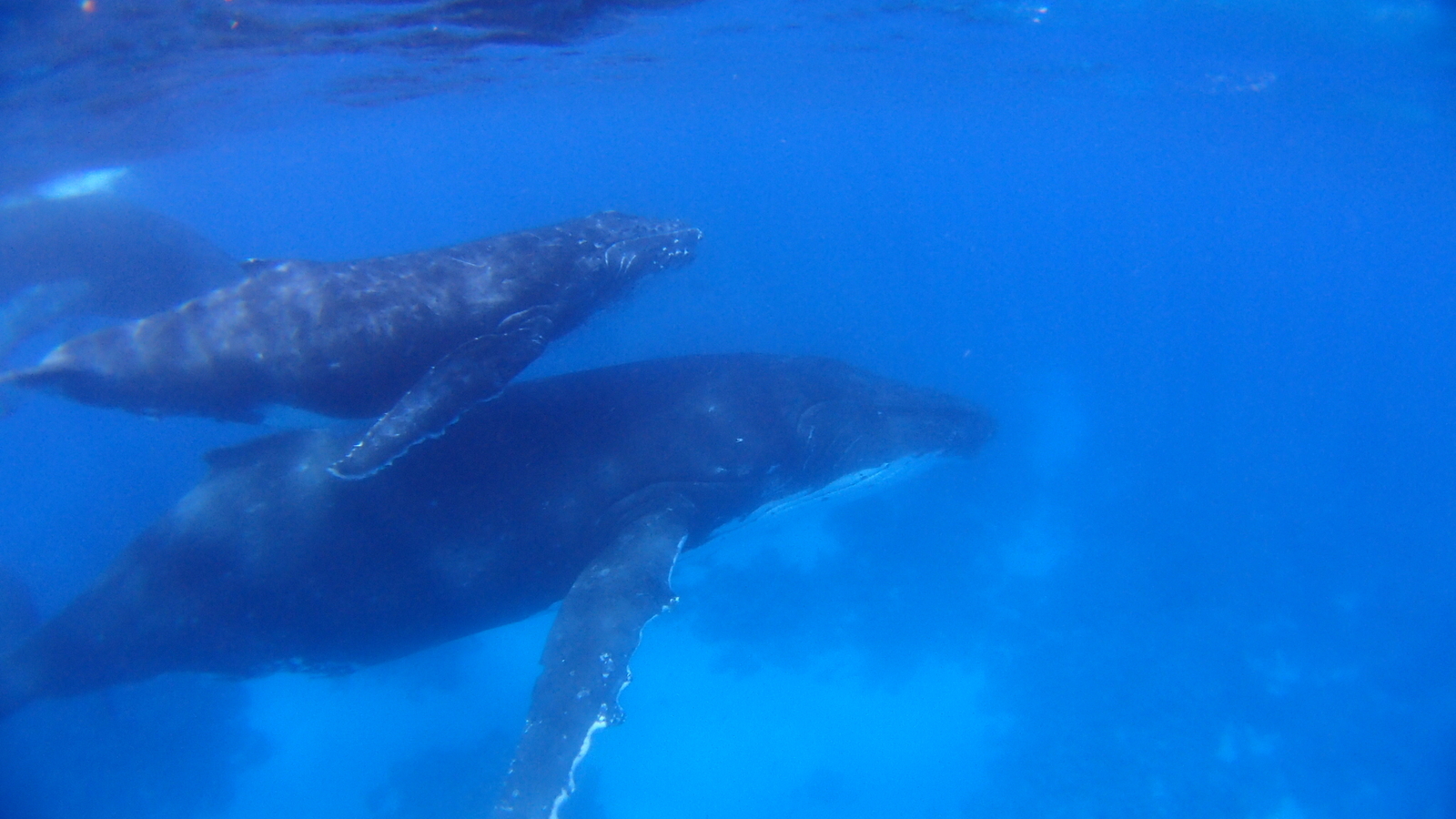 大きな生き物と一緒に泳ぐ、夢のような体験をしてみませんか？