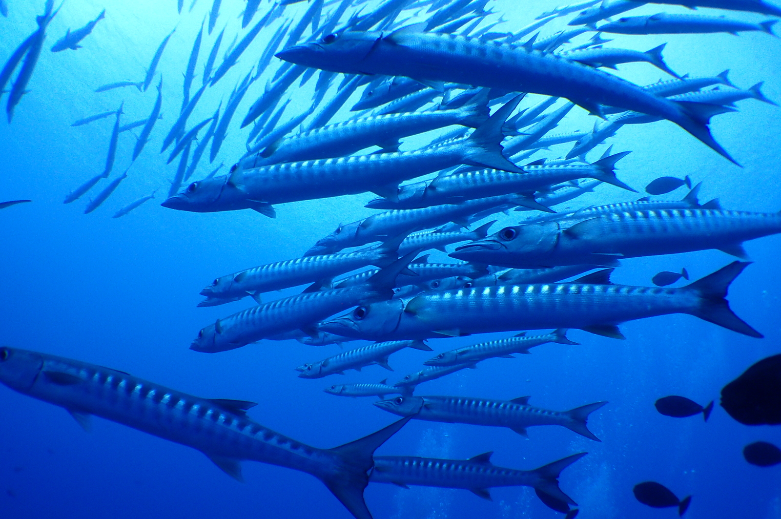 大迫力の魚の群れに会いに行きましょう
