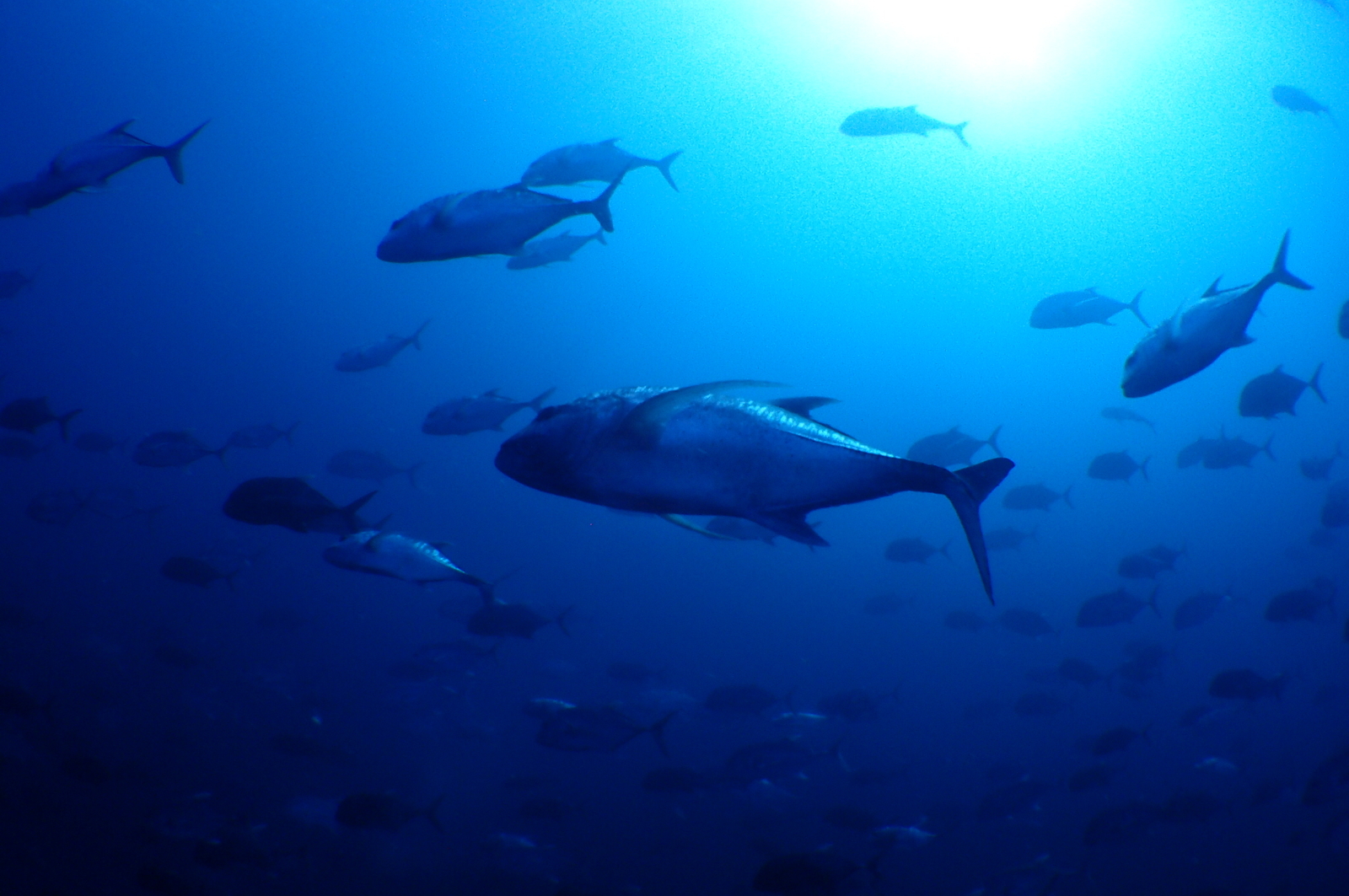 雄大な魚群が織りなす幻想的な世界
