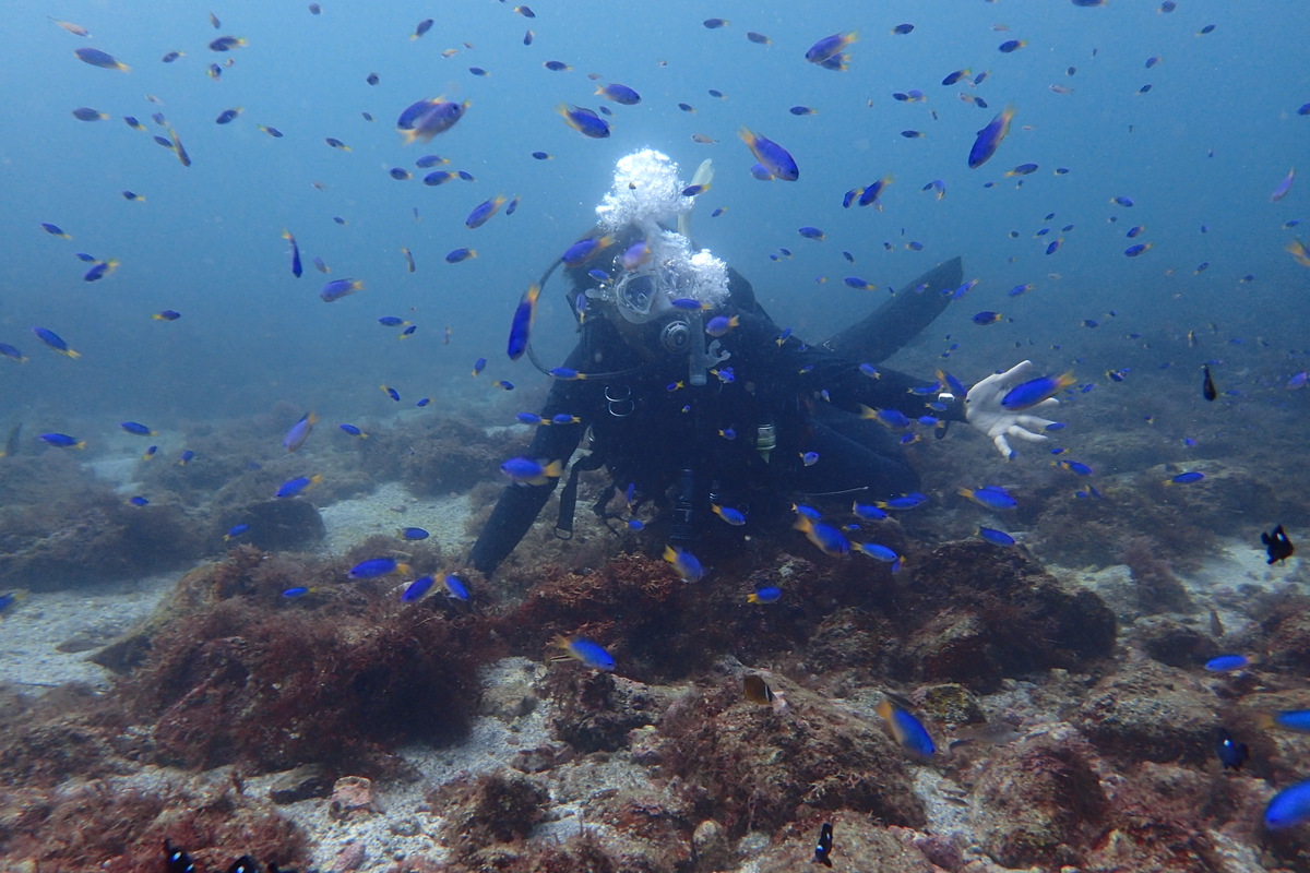 魚にかこまれるダイバー