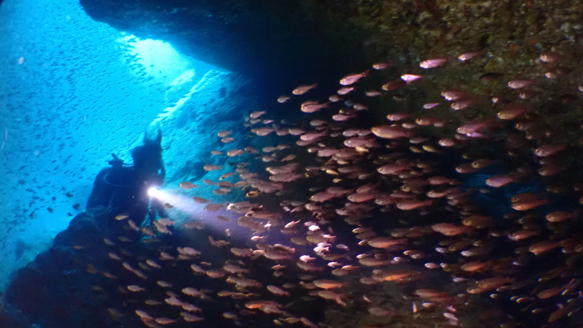 ライトを当てるダイバーと魚の群れ