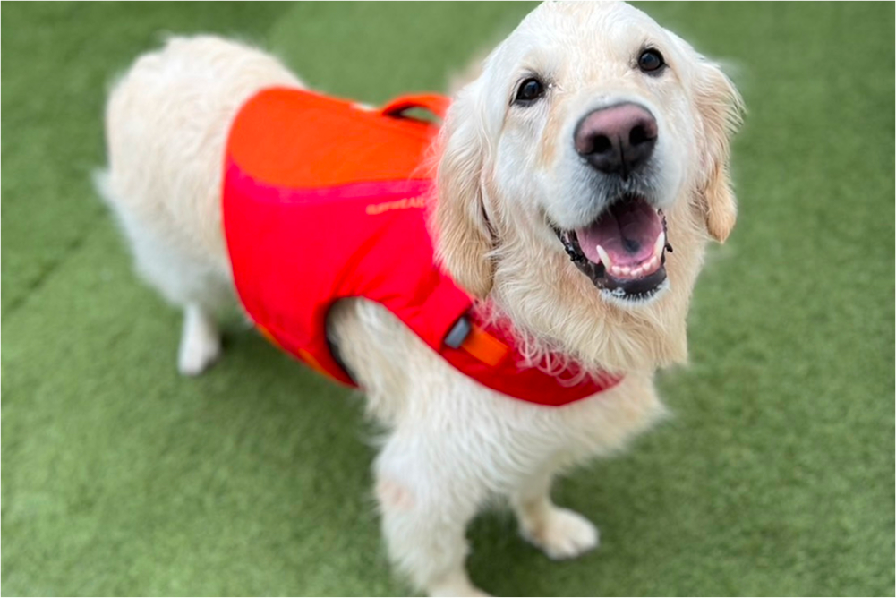 海に入る犬