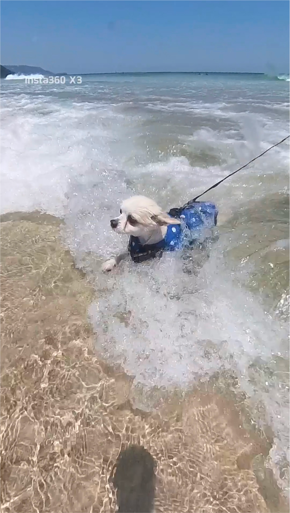 犬