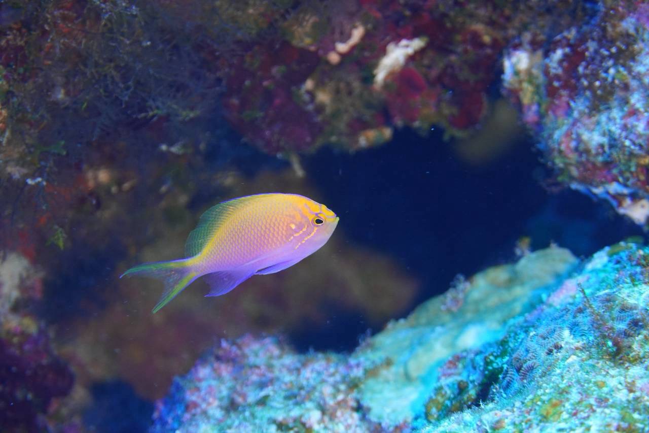 壁のように広がる魚の群れに圧倒！