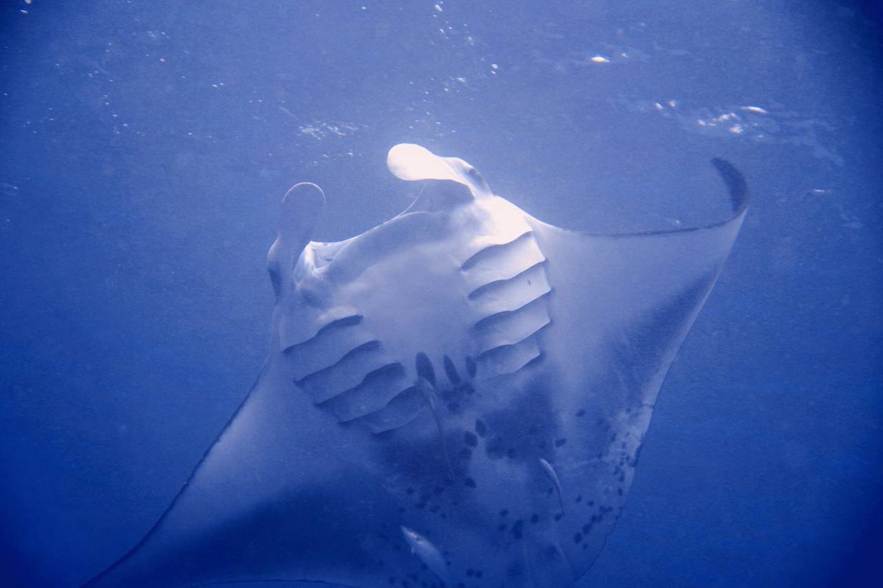 透明度抜群の沖縄の海で、忘れられない感動体験を。
