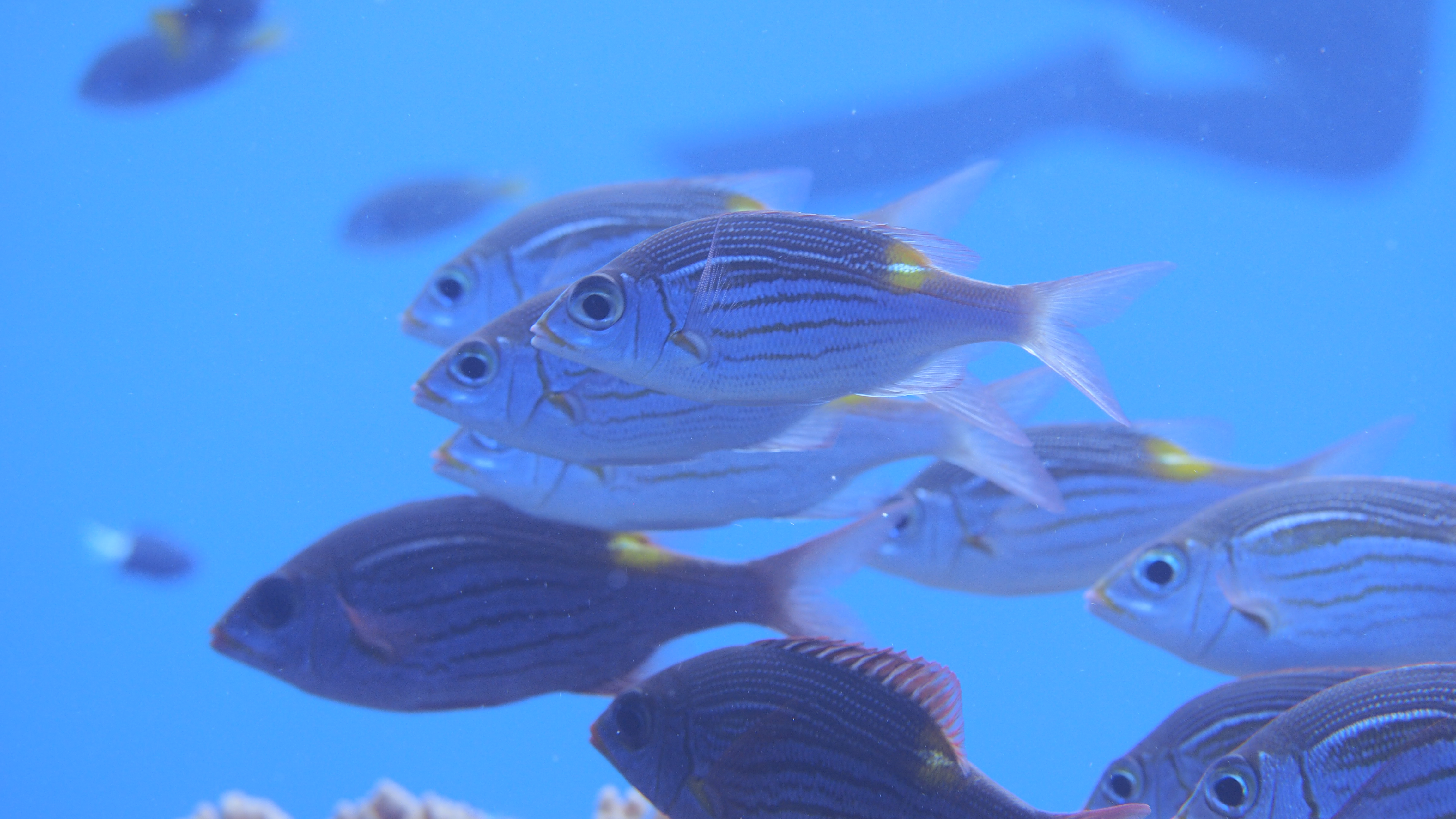 色鮮やかなサンゴと、無数の魚たち。
