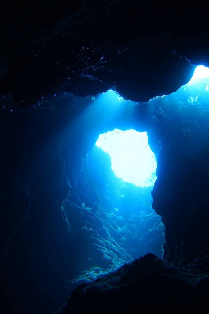 色とりどりのサンゴが広がる、生命力あふれる水中世界。